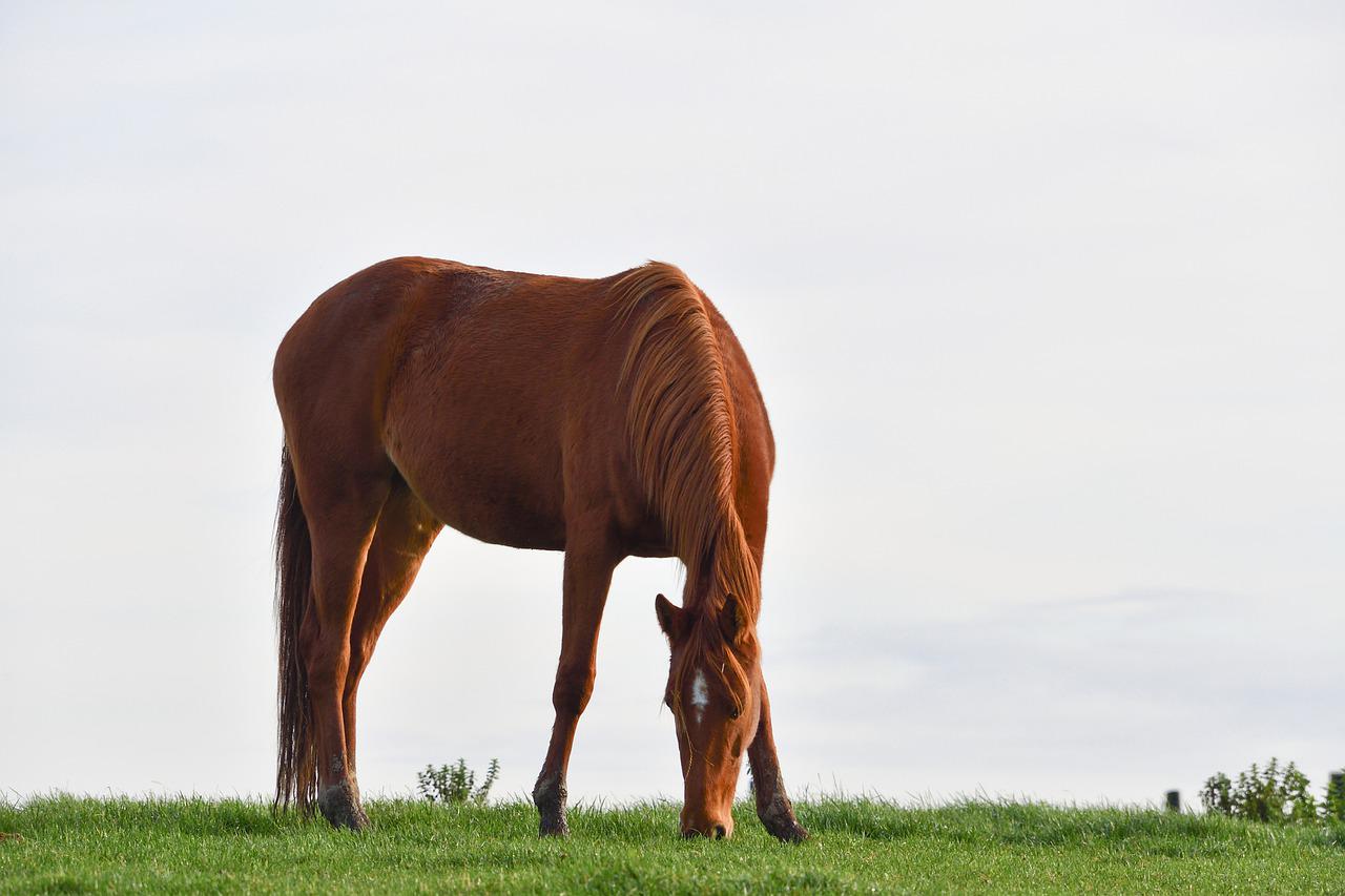 Żywienie koni – jakie siano wybrać, granulowane, czy zwykłe?